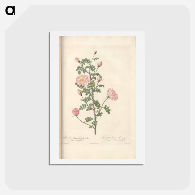 アートポストカード-Rose illustration - ピエール ジョゼフ ルドゥーテ Postcard.