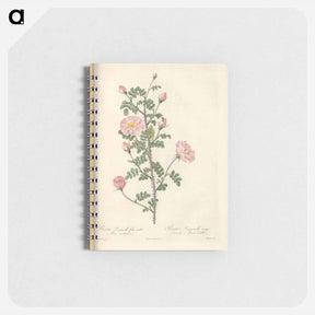 アートメモ帳-Rose illustration - ピエール ジョゼフ ルドゥーテ Memo.