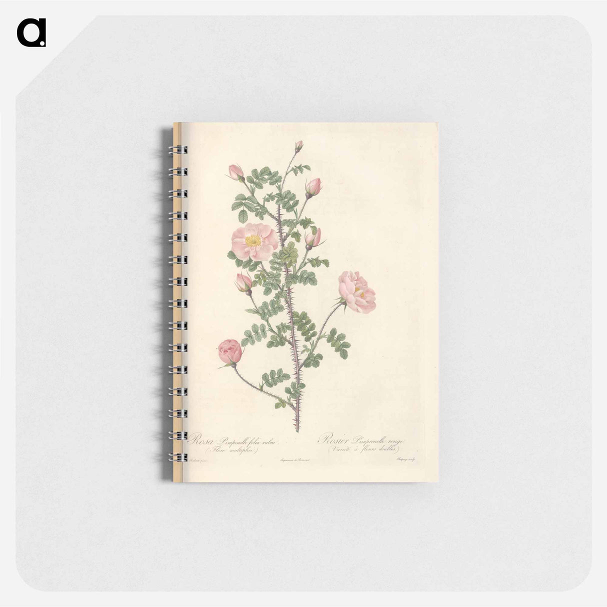 アートメモ帳-Rose illustration - ピエール ジョゼフ ルドゥーテ Memo.