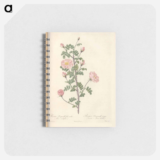 アートメモ帳-Rose illustration - ピエール ジョゼフ ルドゥーテ Memo.