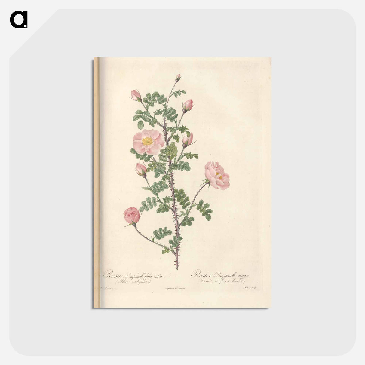 アートポストカード-Rose illustration - ピエール ジョゼフ ルドゥーテ Postcard.