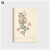 アートポストカード-Rose illustration - ピエール ジョゼフ ルドゥーテ Postcard.
