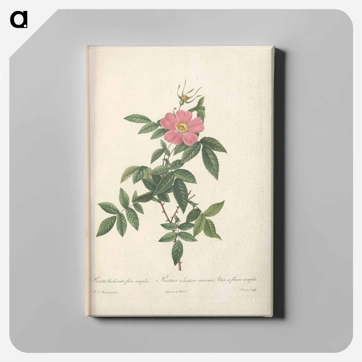 アートパネル-Rose illustration - ピエール ジョゼフ ルドゥーテ Canvas.
