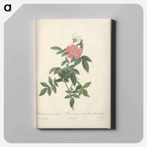 アートパネル-Rose illustration - ピエール ジョゼフ ルドゥーテ Canvas.