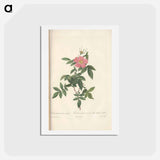 アートポストカード-Rose illustration - ピエール ジョゼフ ルドゥーテ Postcard.