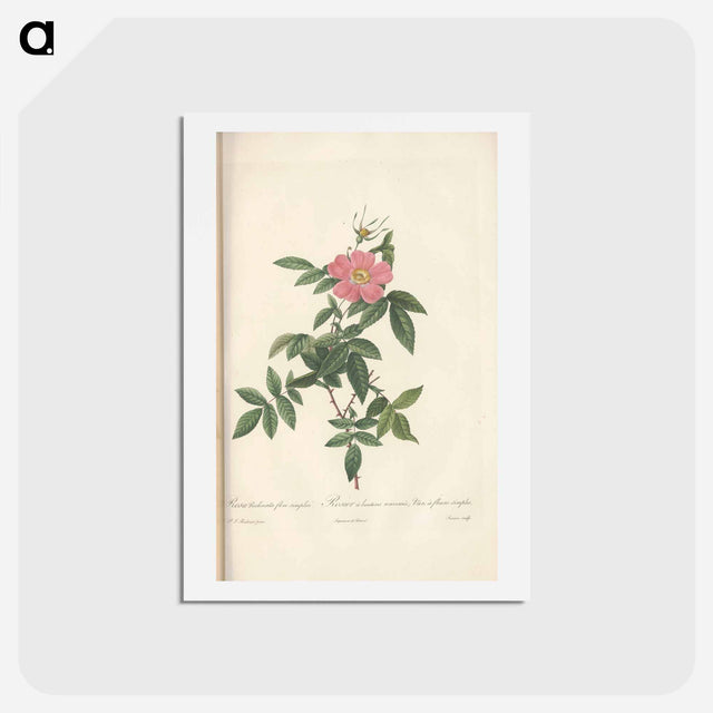 アートポストカード-Rose illustration - ピエール ジョゼフ ルドゥーテ Postcard.