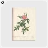 アートポストカード-Rose illustration - ピエール ジョゼフ ルドゥーテ Postcard.