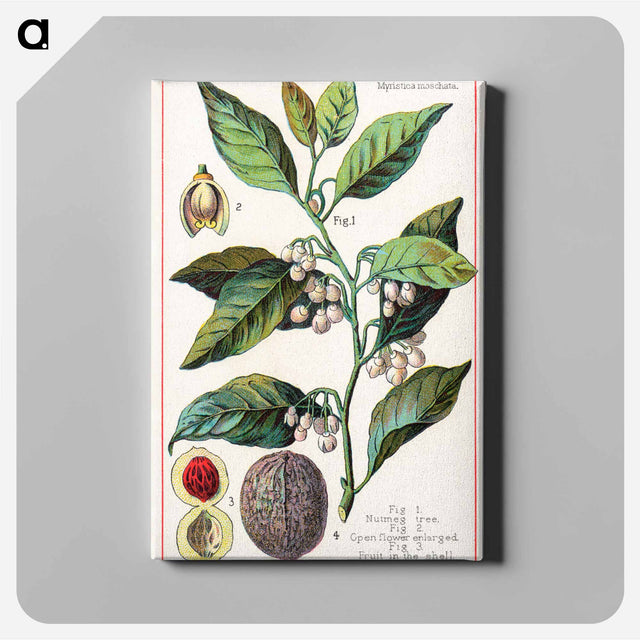 アートパネル-Nutmeg
 - ボストン公共図書館 Canvas.