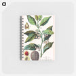 アートメモ帳-Nutmeg
 - ボストン公共図書館 Memo.