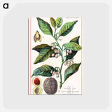 アートポストカード-Nutmeg
 - ボストン公共図書館 Postcard.
