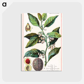 アートポストカード-Nutmeg
 - ボストン公共図書館 Postcard.