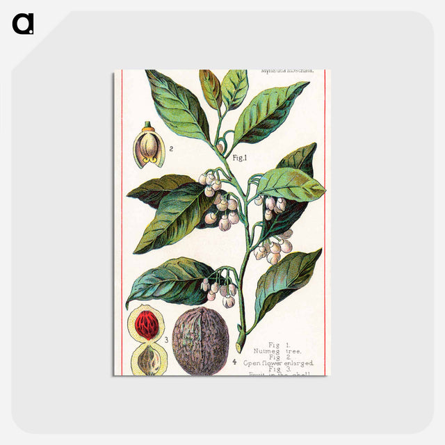 アートポストカード-Nutmeg
 - ボストン公共図書館 Postcard.