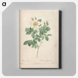 アートパネル-Rose illustration - ピエール ジョゼフ ルドゥーテ Canvas.