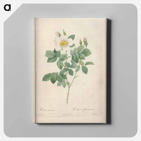 アートパネル-Rose illustration - ピエール ジョゼフ ルドゥーテ Canvas.