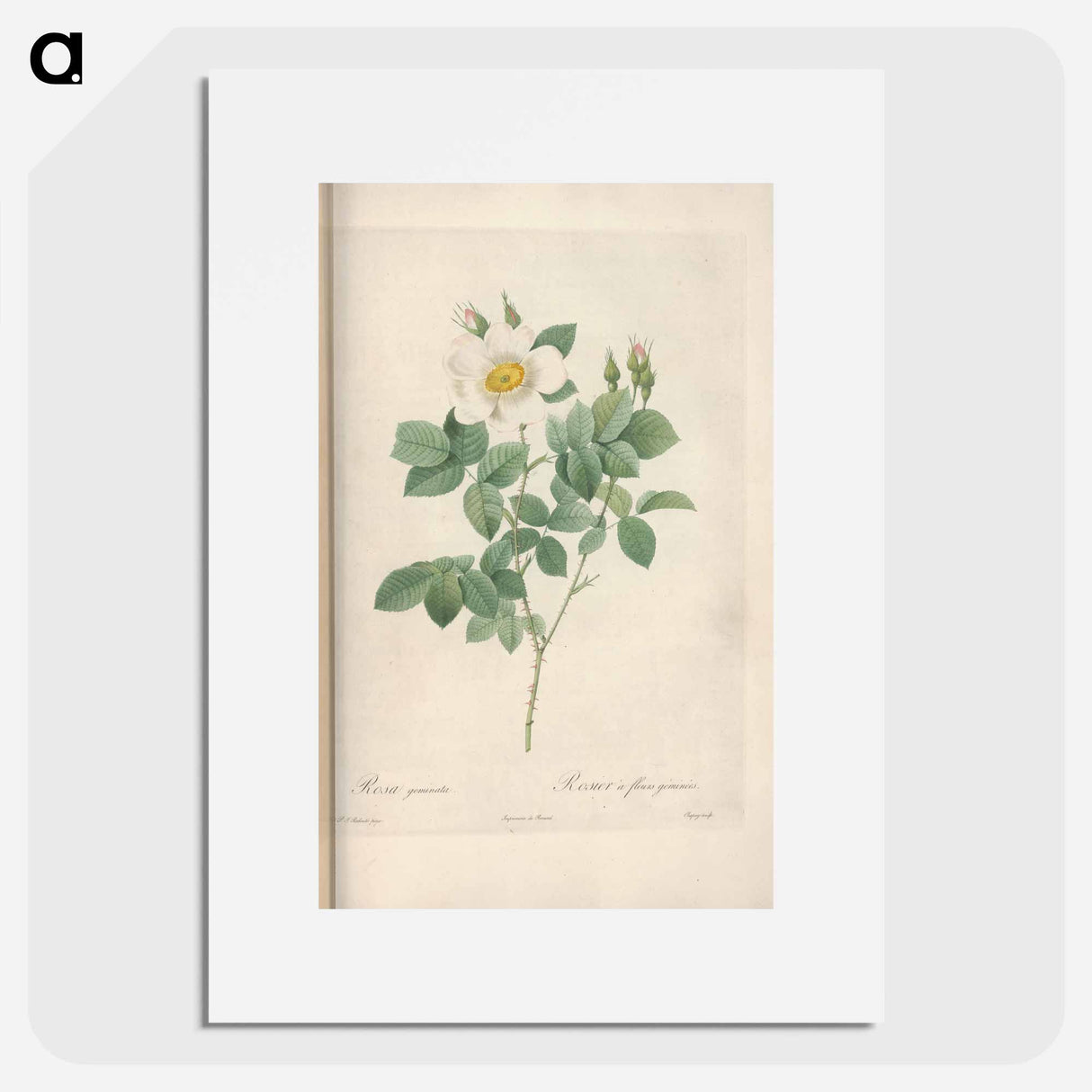 Rose illustration - Pierre Joseph Redouté Poster.