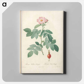 アートパネル-Rose illustration - ピエール ジョゼフ ルドゥーテ Canvas.
