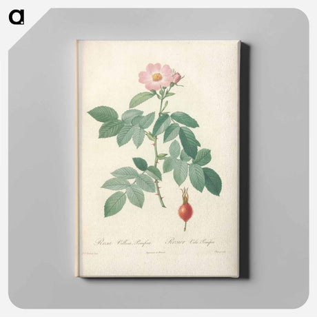 アートパネル-Rose illustration - ピエール ジョゼフ ルドゥーテ Canvas.