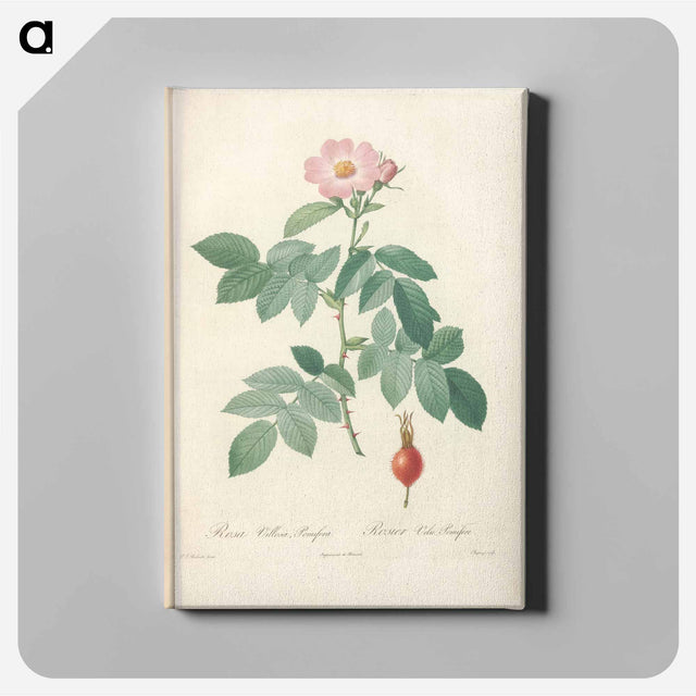 アートパネル-Rose illustration - ピエール ジョゼフ ルドゥーテ Canvas.