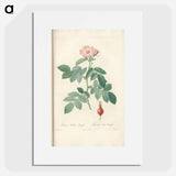 Rose illustration - Pierre Joseph Redouté Poster.