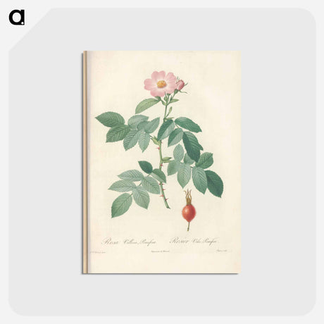 アートポストカード-Rose illustration - ピエール ジョゼフ ルドゥーテ Postcard.
