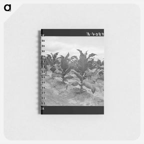 アートメモ帳-Tobacco worms are bad this year on Zollie Lyon's place - ドロテア ラング Memo.