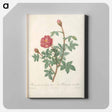 アートパネル-Rose illustration - ピエール ジョゼフ ルドゥーテ Canvas.