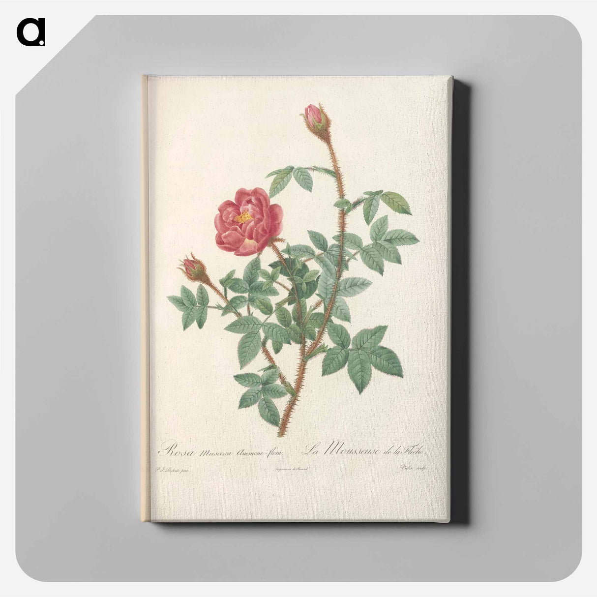 アートパネル-Rose illustration - ピエール ジョゼフ ルドゥーテ Canvas.