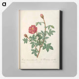 アートパネル-Rose illustration - ピエール ジョゼフ ルドゥーテ Canvas.