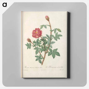 アートパネル-Rose illustration - ピエール ジョゼフ ルドゥーテ Canvas.