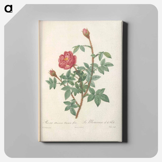 アートパネル-Rose illustration - ピエール ジョゼフ ルドゥーテ Canvas.