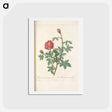 アートポストカード-Rose illustration - ピエール ジョゼフ ルドゥーテ Postcard.