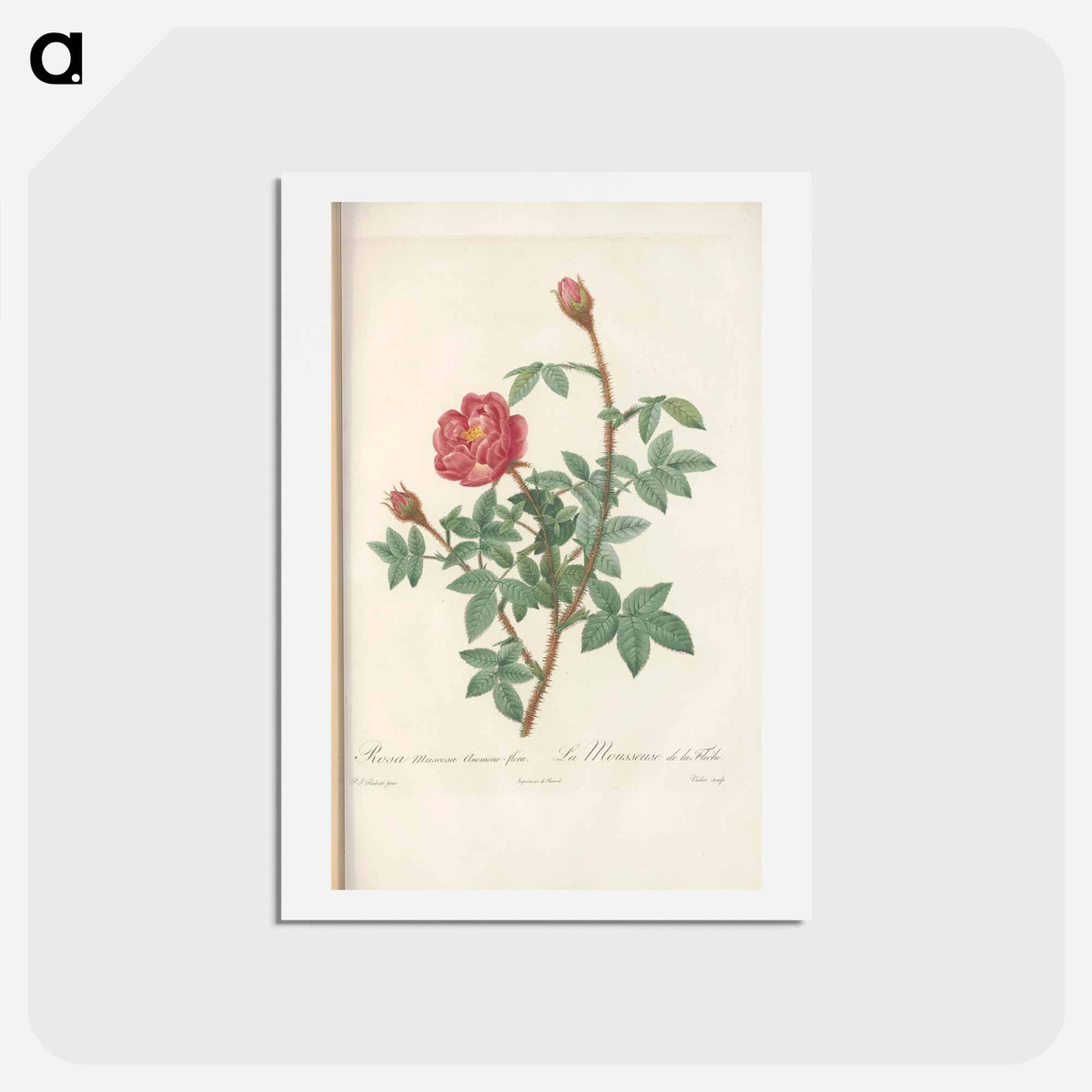 アートポストカード-Rose illustration - ピエール ジョゼフ ルドゥーテ Postcard.