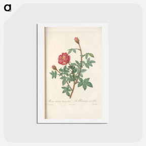 アートポストカード-Rose illustration - ピエール ジョゼフ ルドゥーテ Postcard.