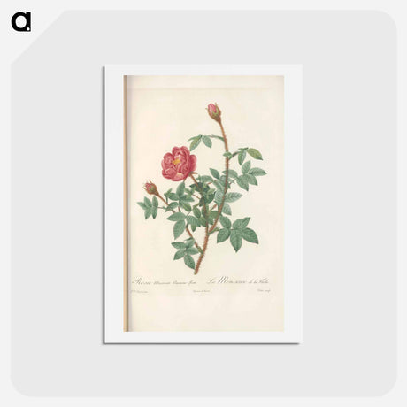 アートポストカード-Rose illustration - ピエール ジョゼフ ルドゥーテ Postcard.