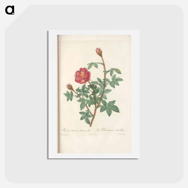 アートポストカード-Rose illustration - ピエール ジョゼフ ルドゥーテ Postcard.