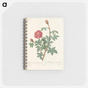 アートメモ帳-Rose illustration - ピエール ジョゼフ ルドゥーテ Memo.