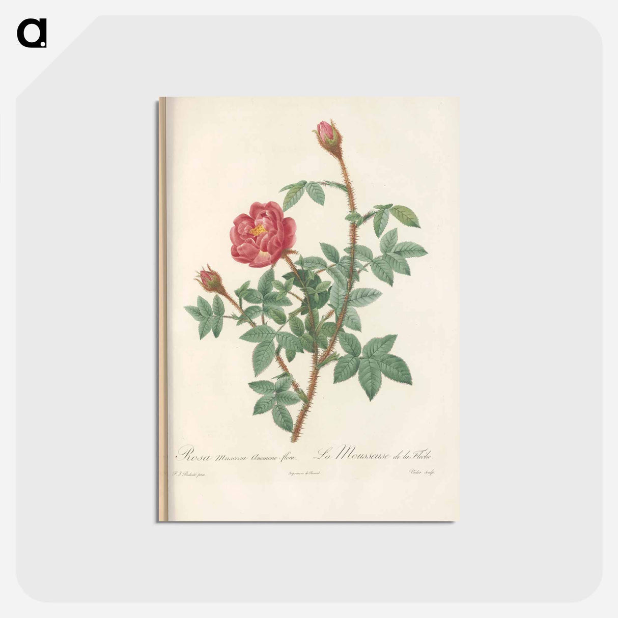 アートポストカード-Rose illustration - ピエール ジョゼフ ルドゥーテ Postcard.