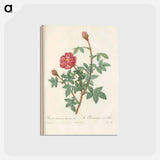 アートポストカード-Rose illustration - ピエール ジョゼフ ルドゥーテ Postcard.