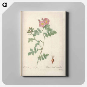 アートパネル-Rose illustration - ピエール ジョゼフ ルドゥーテ Canvas.