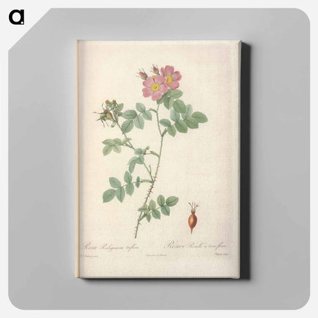 アートパネル-Rose illustration - ピエール ジョゼフ ルドゥーテ Canvas.