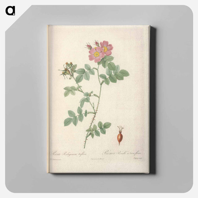 アートパネル-Rose illustration - ピエール ジョゼフ ルドゥーテ Canvas.