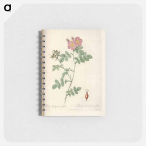 アートメモ帳-Rose illustration - ピエール ジョゼフ ルドゥーテ Memo.