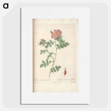 Rose illustration - Pierre Joseph Redouté Poster.