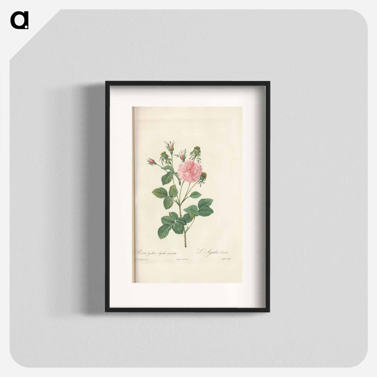 Rose illustration - Pierre Joseph Redouté Poster.