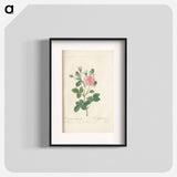 Rose illustration - Pierre Joseph Redouté Poster.