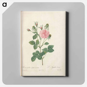 アートパネル-Rose illustration - ピエール ジョゼフ ルドゥーテ Canvas.