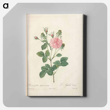 アートパネル-Rose illustration - ピエール ジョゼフ ルドゥーテ Canvas.
