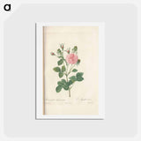 アートポストカード-Rose illustration - ピエール ジョゼフ ルドゥーテ Postcard.