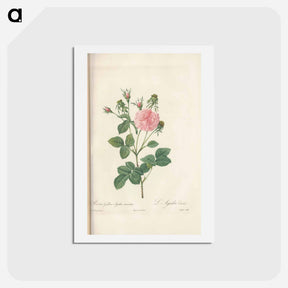 アートポストカード-Rose illustration - ピエール ジョゼフ ルドゥーテ Postcard.