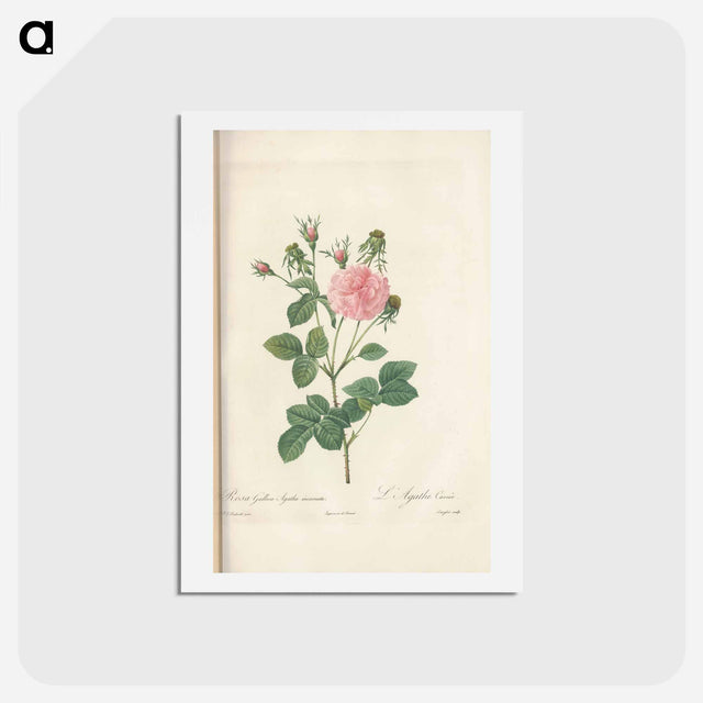 アートポストカード-Rose illustration - ピエール ジョゼフ ルドゥーテ Postcard.